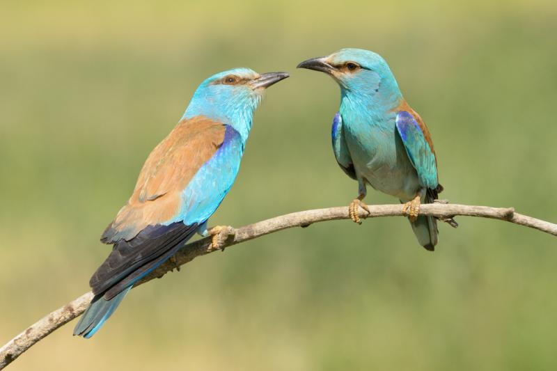 livebirdspoland_514f19382be148648d82dde88c864339.png