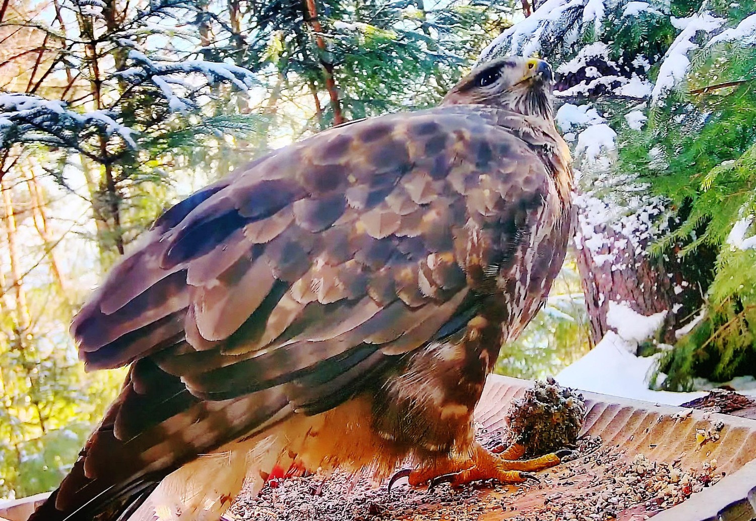 livebirdspoland_3898c2912f6b562de2e0e9814bc2e3af.jpg