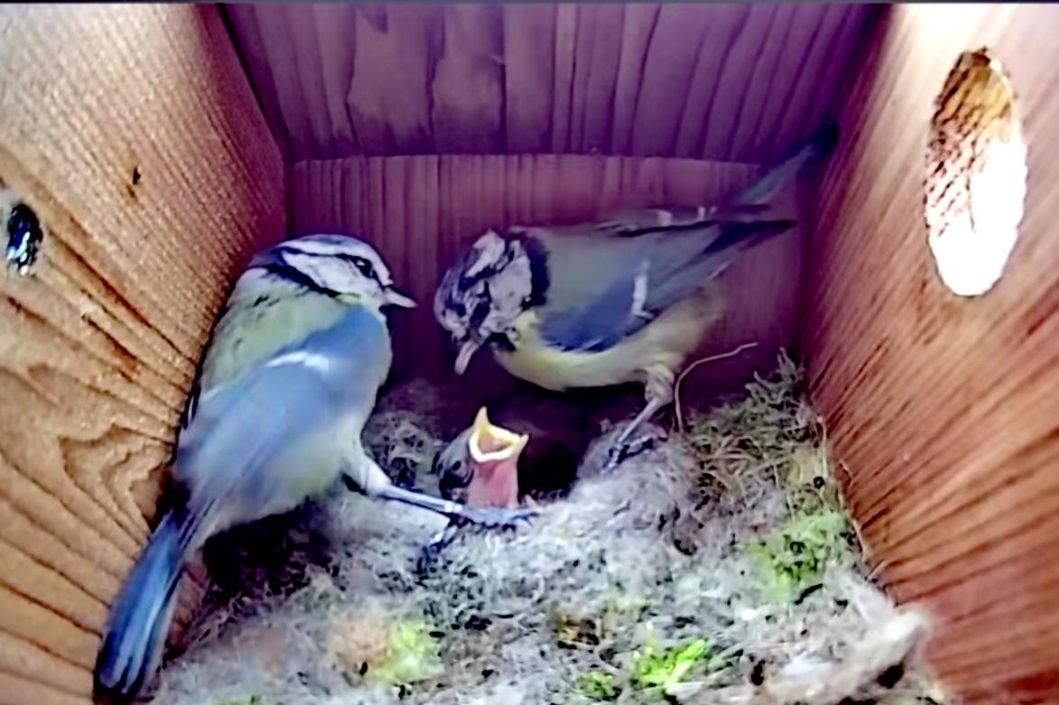 livebirdspoland_f5b524c91bfc976efad4e80edd5a0ef9.jpg