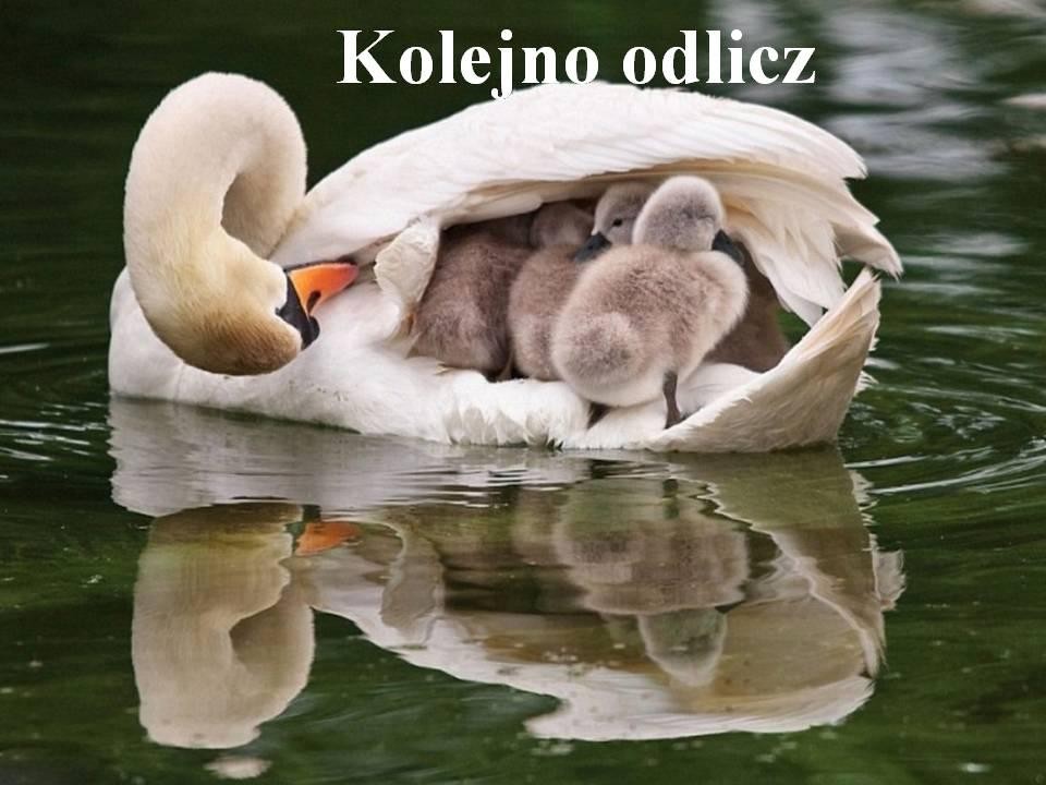 livebirdspoland_e00fdd6b4344945741ba8f3d124f59ca.jpg