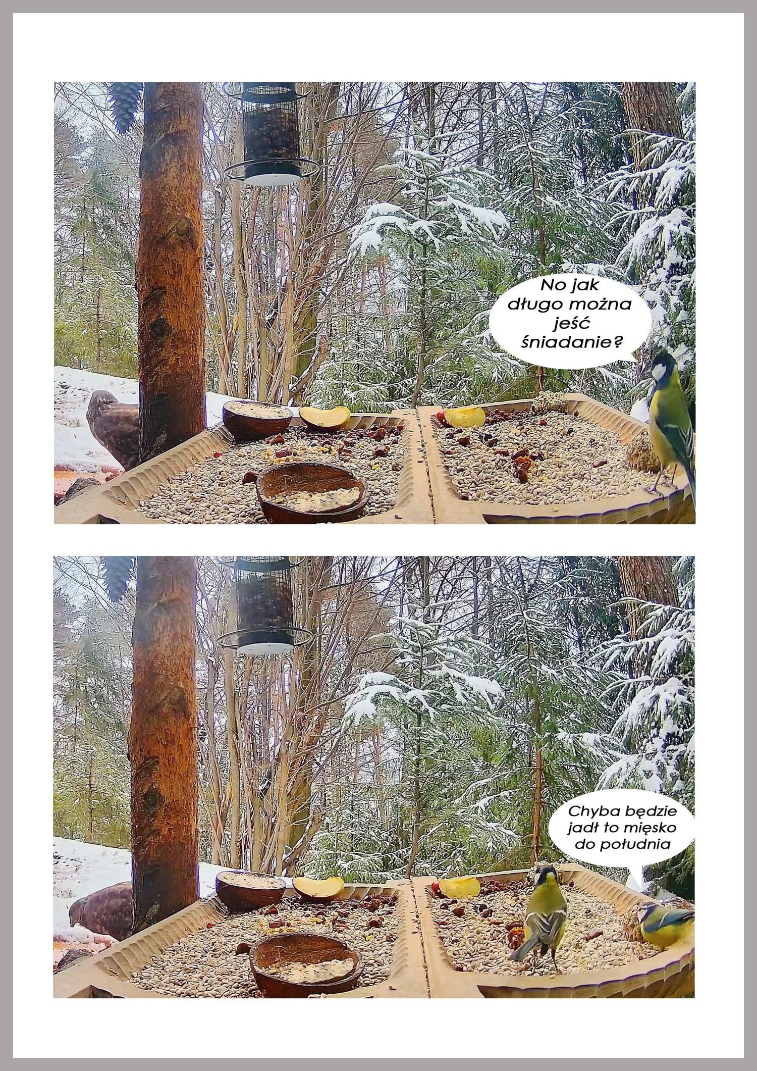 livebirdspoland_7b687ec3746a37ce198977ad8ac29c28.jpg