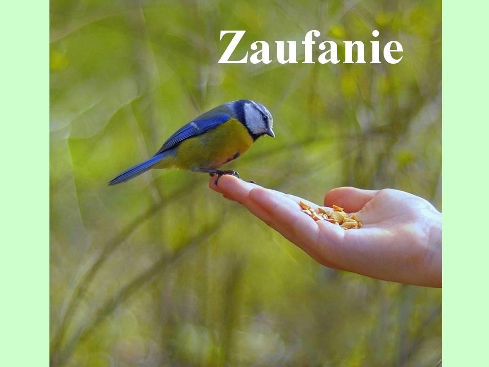 livebirdspoland_4a3071c9a962ce572f0076a9f9e9c7bb.jpg