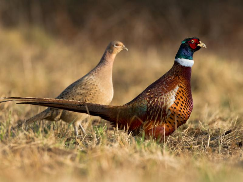 livebirdspoland_5cbf87e9b1056c6ae4dbc01e588275e4.png