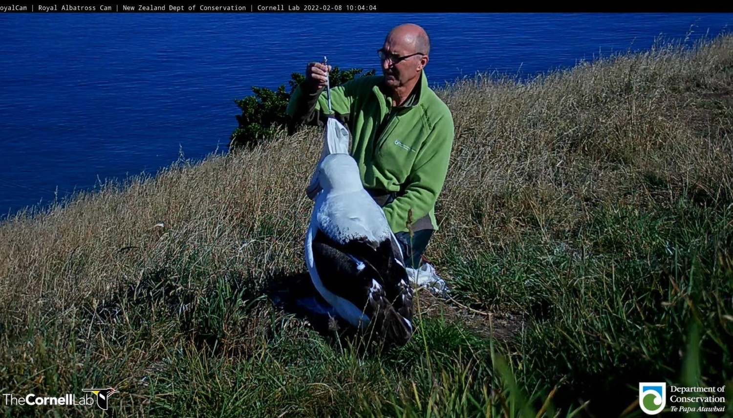 livebirdspoland_c0d6e9dec61c02c1dff4f2d11525cadd.jpg