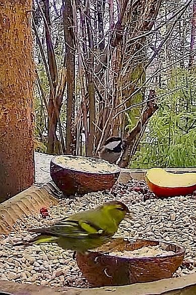 livebirdspoland_dabfe91f491372ebb7298b2d4a472d5b.jpg
