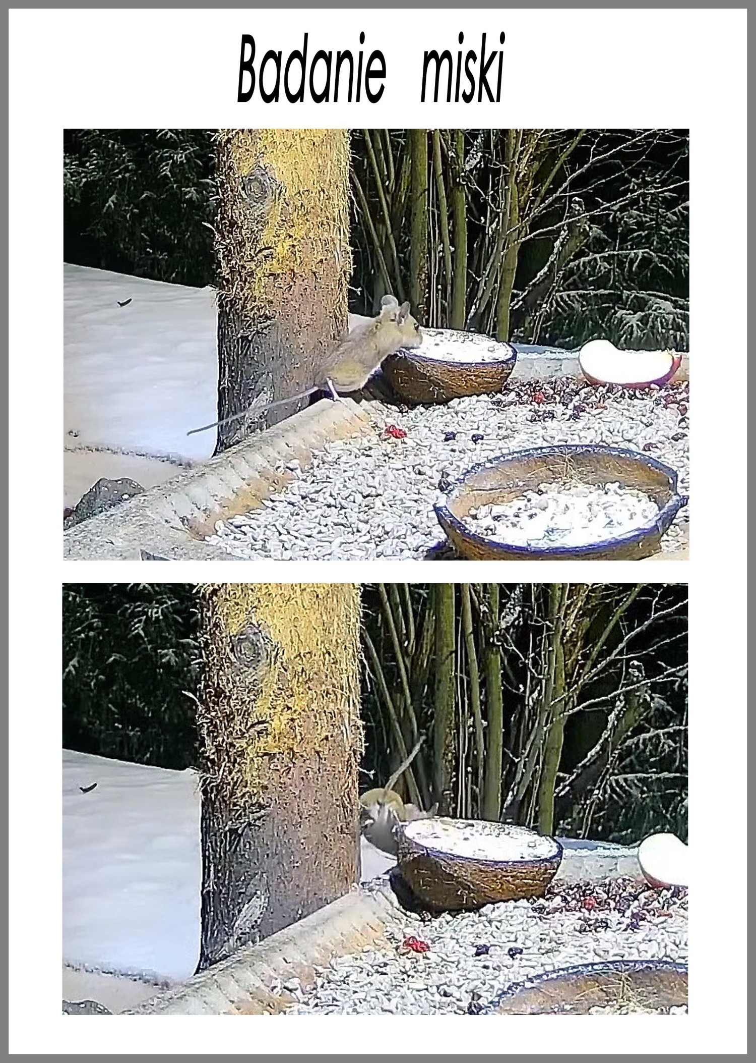 livebirdspoland_ab9d4a381a50baa423b99f049d0ed2e5.jpg
