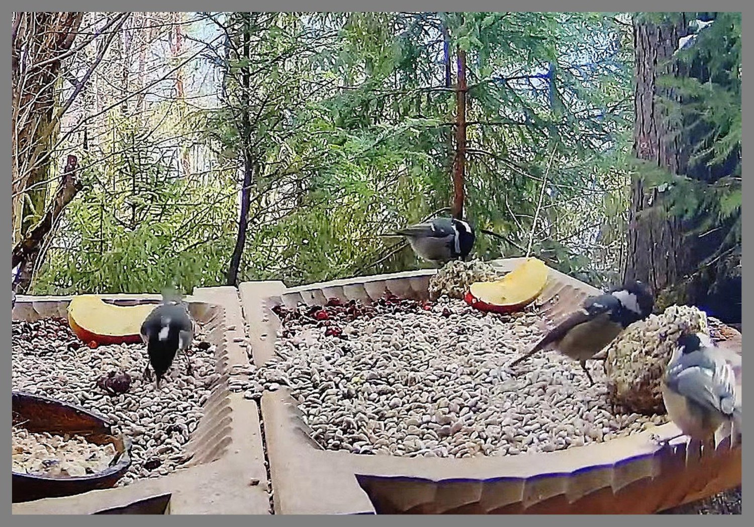 livebirdspoland_e95d9a32bcec32a55095f885ebde97fd.jpg
