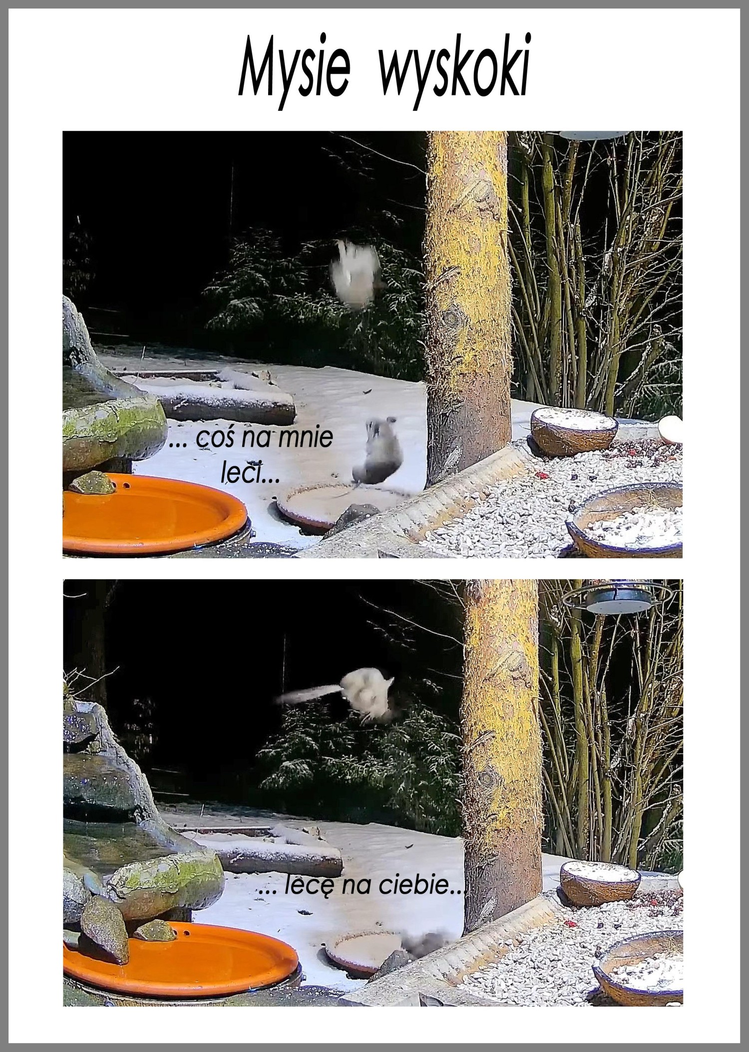 livebirdspoland_d3592749dbc598849c3bf70ea71b54df.jpg
