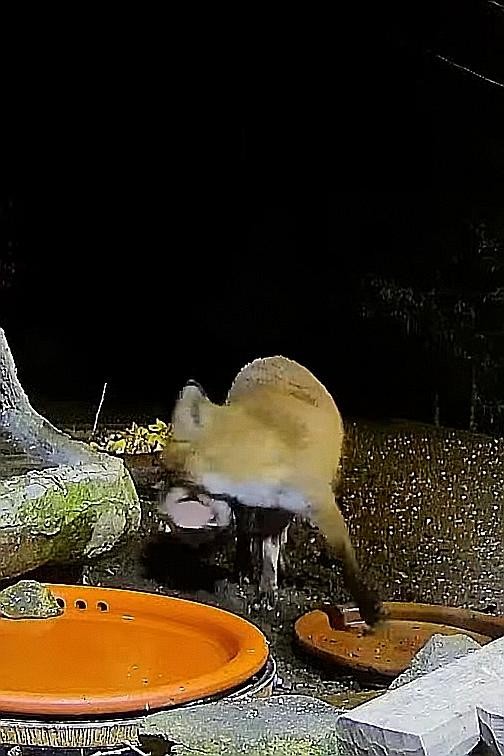 livebirdspoland_ef413f1b20c4dc6a5f877e0124aa0d3c.jpg