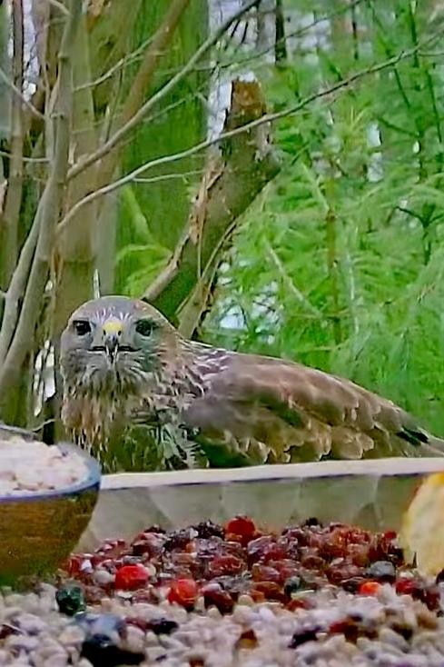 livebirdspoland_c94361040458465b3a9e6f62d9f163de.jpg