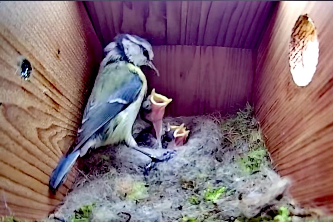 livebirdspoland_0a7d0a03b425e4368f8e9bfac1aada22.jpg