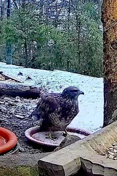 livebirdspoland_5f0da86f27380888fabe00356a7910d2.jpg