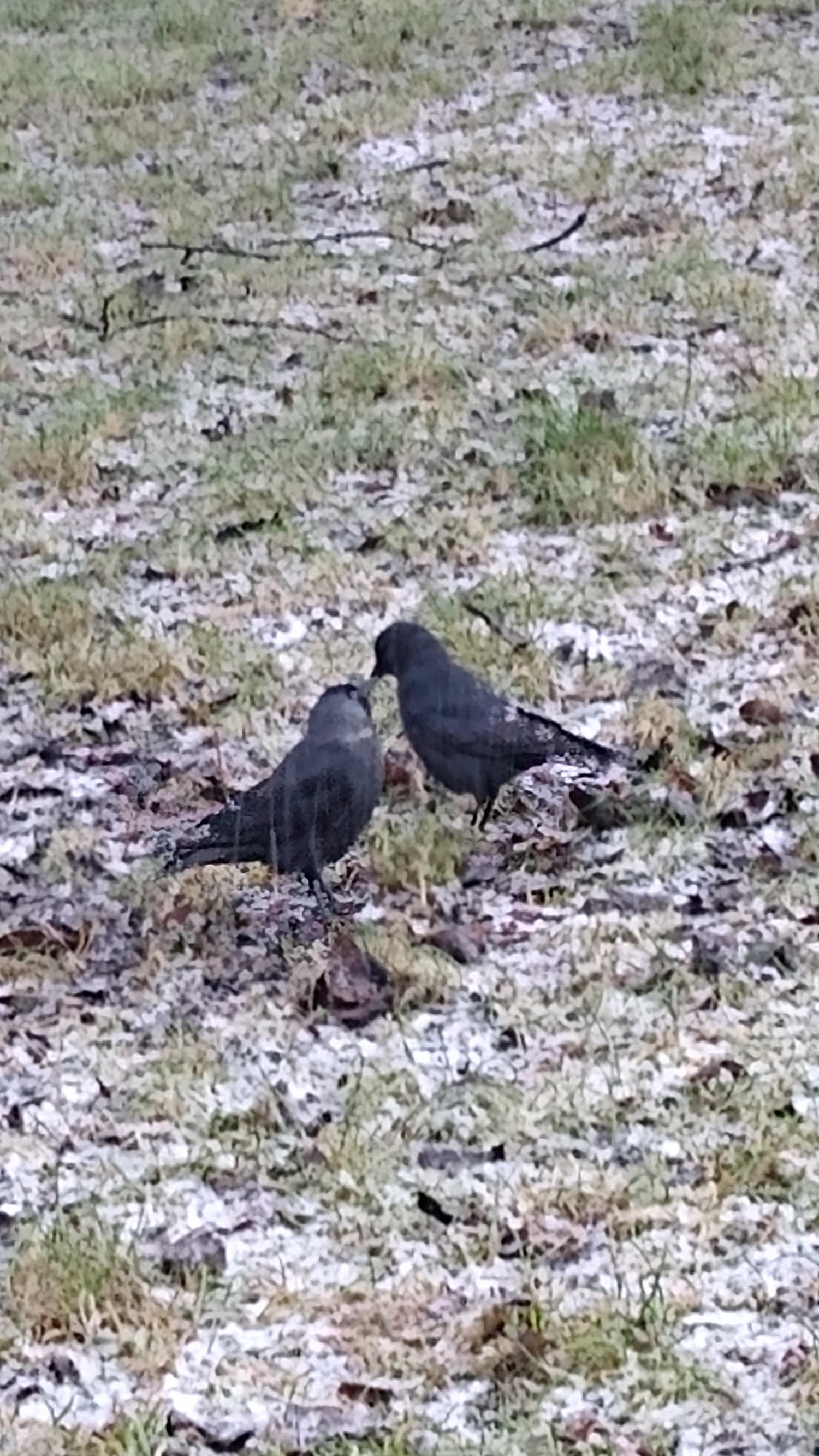 livebirdspoland_83ae6f8e9a0667f345a3cccf483690bc.jpg
