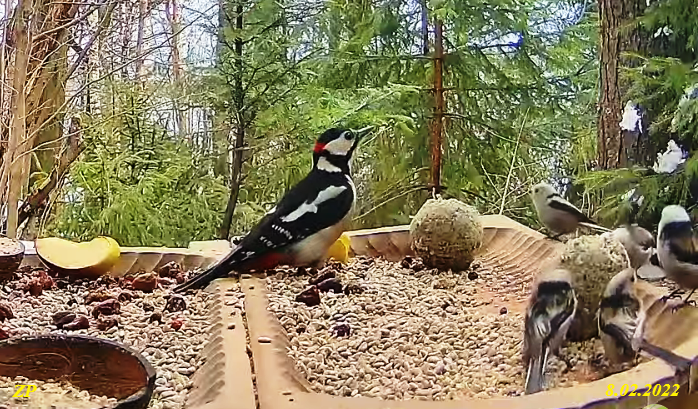 livebirdspoland_9a2f5c0e1c0ada34ef757e354e9ca913.png