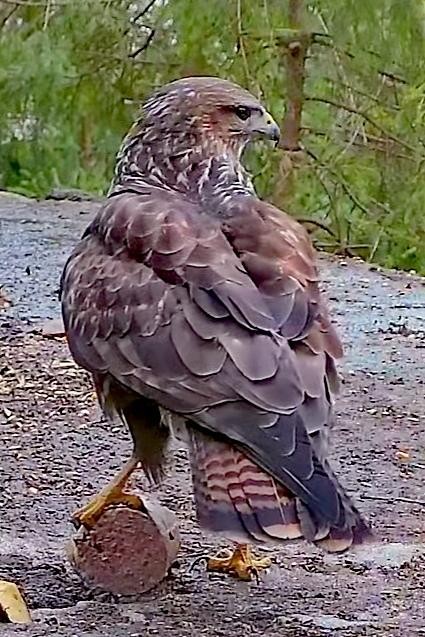 livebirdspoland_1feca4494978abbd3a56f246f6d0ed97.jpg