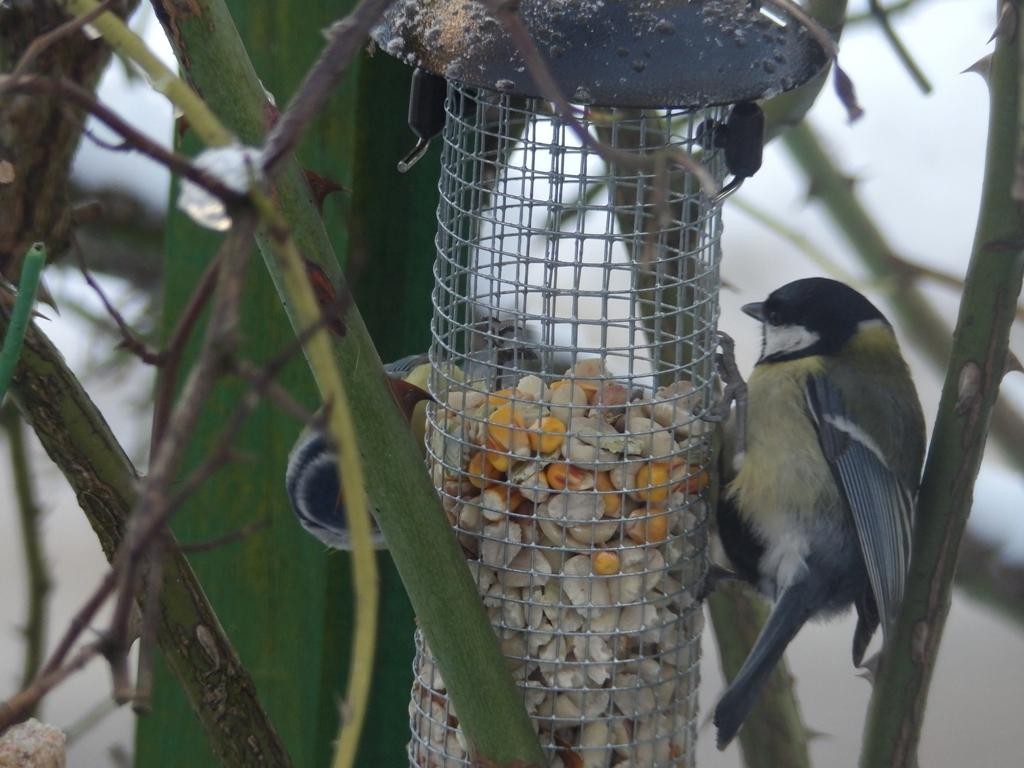 livebirdspoland_d182033c9f8f128e25ad897806902206.jpg