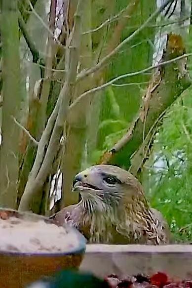 livebirdspoland_9b2ed67a20ea9be21ec68c57b1c6fd3b.jpg