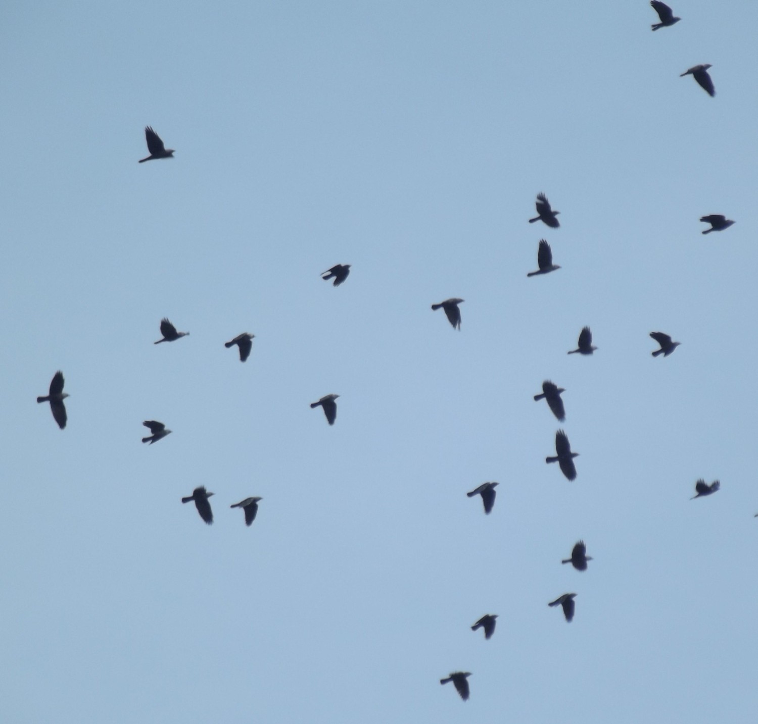 livebirdspoland_e1c527d9421a28dcfe01891eaf37eae5.jpg