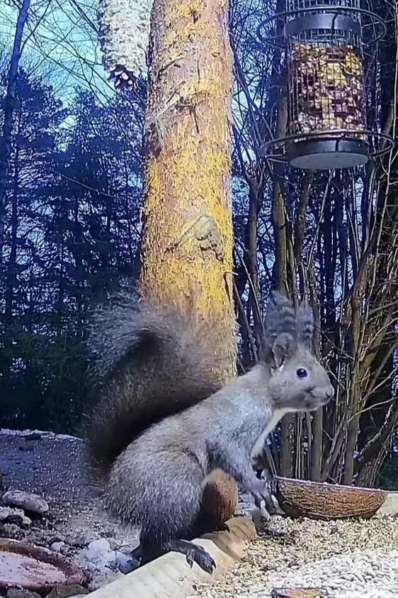 livebirdspoland_b1823a7778c3cb23cd67bfb1ba8c5155.jpg