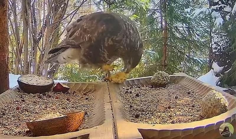 livebirdspoland_15519a4fa6b6e013e5a8b69287e1f9d7.jpg