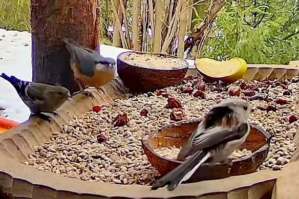 livebirdspoland_b15256246f92e477947b557e8ac16fb0.jpg