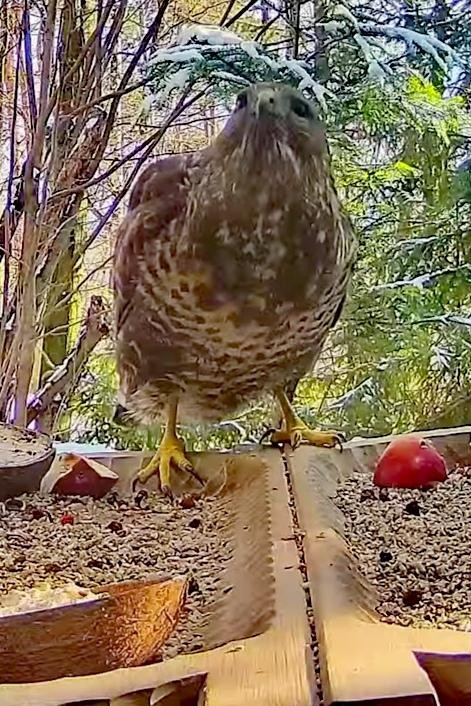 livebirdspoland_243336129e61989008292272d8e4b03b.jpg