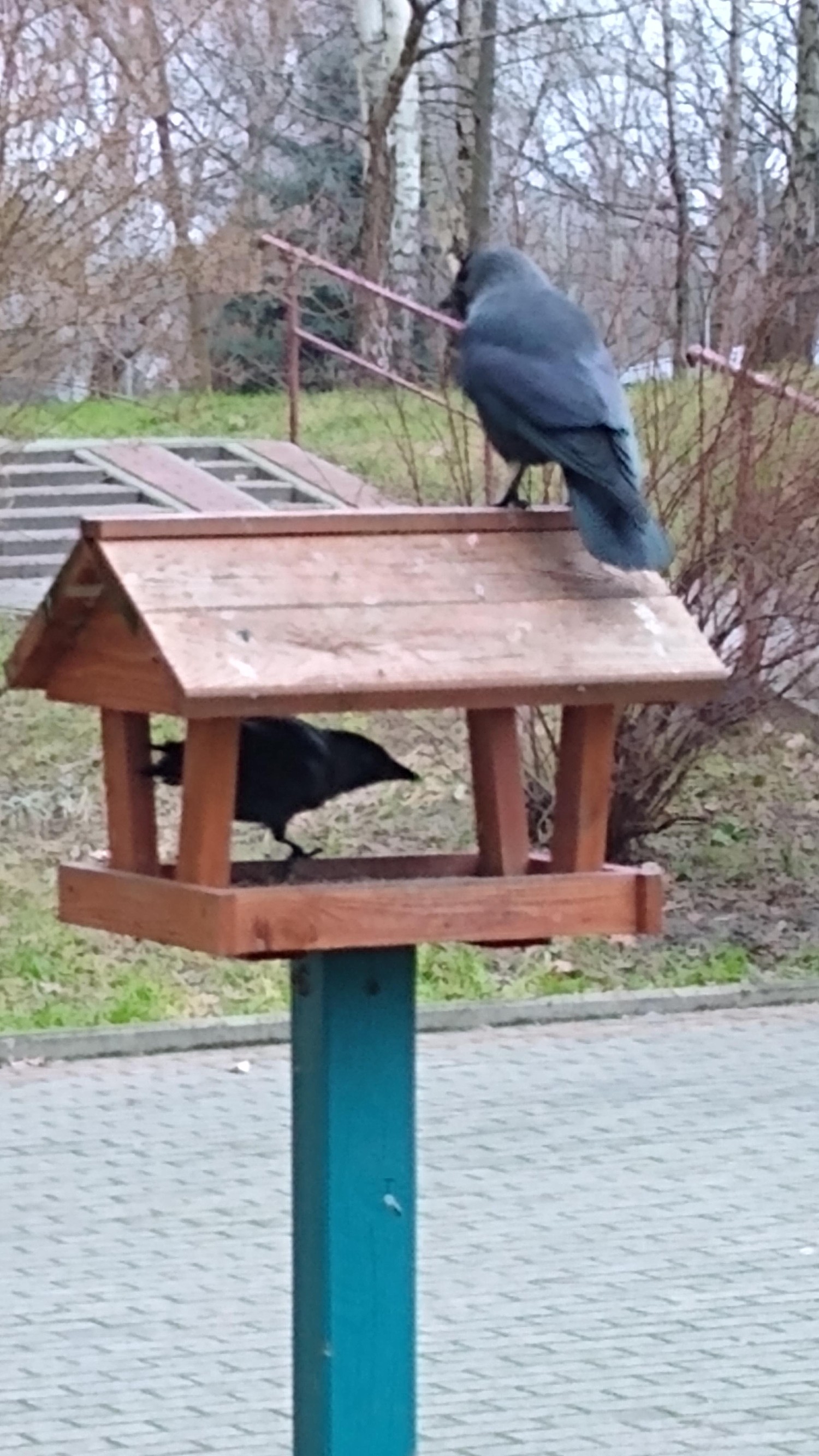 livebirdspoland_60e71a87e7d12093171c6a4aef0ad881.jpg