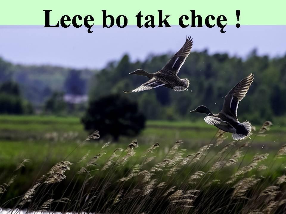 livebirdspoland_c528c4db1f4f7f7c1d93e33b80513a3f.jpg