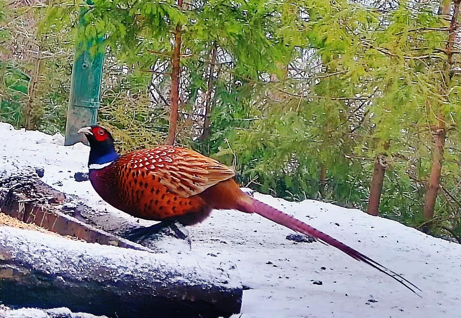 livebirdspoland_c94d1ff555ec986bf80b59f60c904568.jpg
