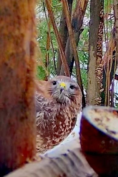 livebirdspoland_646f56380c83e31f700eab0cc5ecc659.jpg