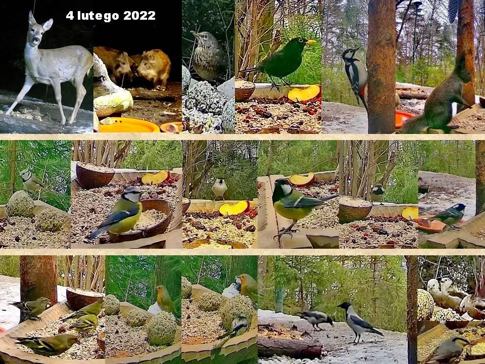 livebirdspoland_8d32bc6d6843957d97ab48e0bf76f54d.jpg