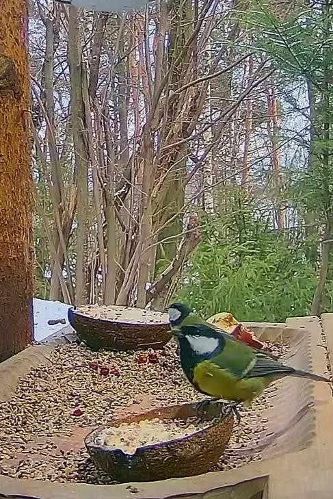 livebirdspoland_4a8619696c8eccd3523ed30c6825e7b1.jpg