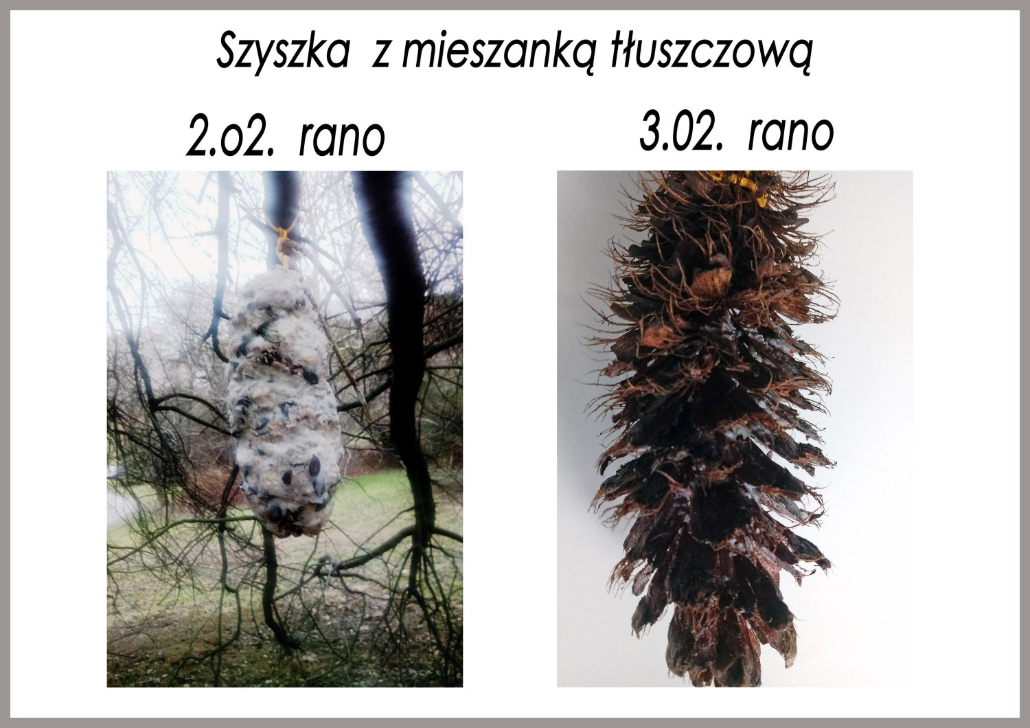 livebirdspoland_d1b6f2e936d3827af91b7593828368f0.jpg