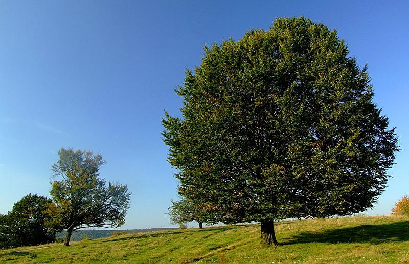 livebirdspoland_f320609a4d78d9d47b6586b9a2a0a56e.png