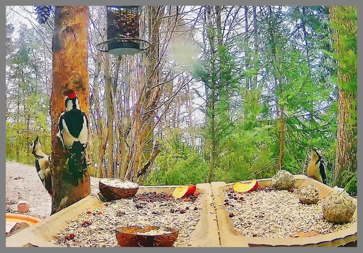livebirdspoland_087e4a7c17b3ab814a174efb1642d0f3.jpg
