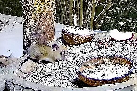 livebirdspoland_2a20fa60b100bd05ddfc8d2ee759d654.jpg