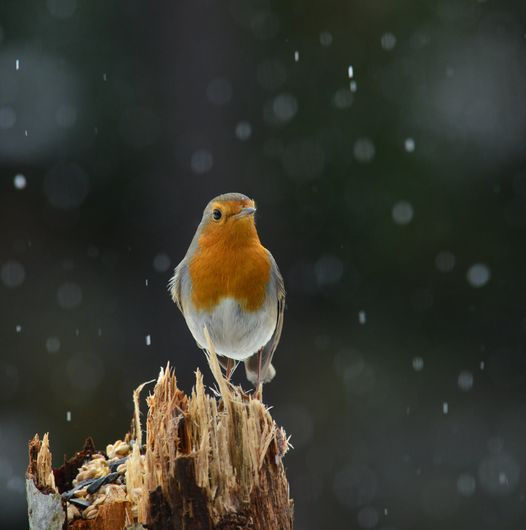 livebirdspoland_e48150da6a95db8df034a10840b1b5bd.png