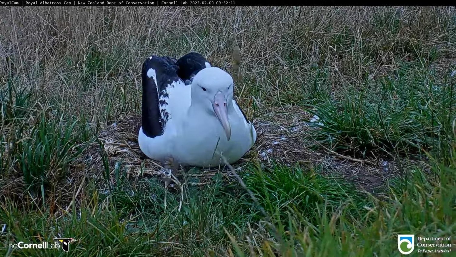livebirdspoland_eb717c576b19b2455136629e8eb27dda.jpg
