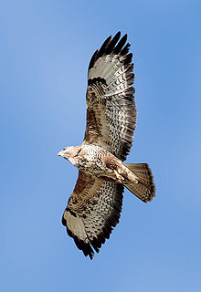 livebirdspoland_4bd328f5d3b49f5477b768fe50bddba7.png