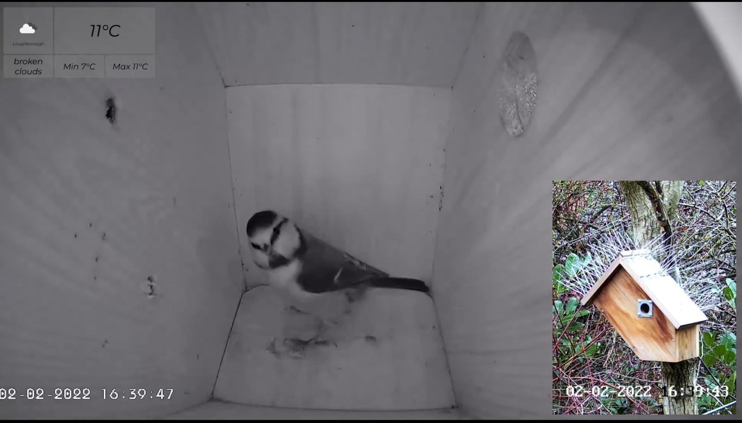 livebirdspoland_d1c37ecf7dc790b02869e6f263fde818.jpg