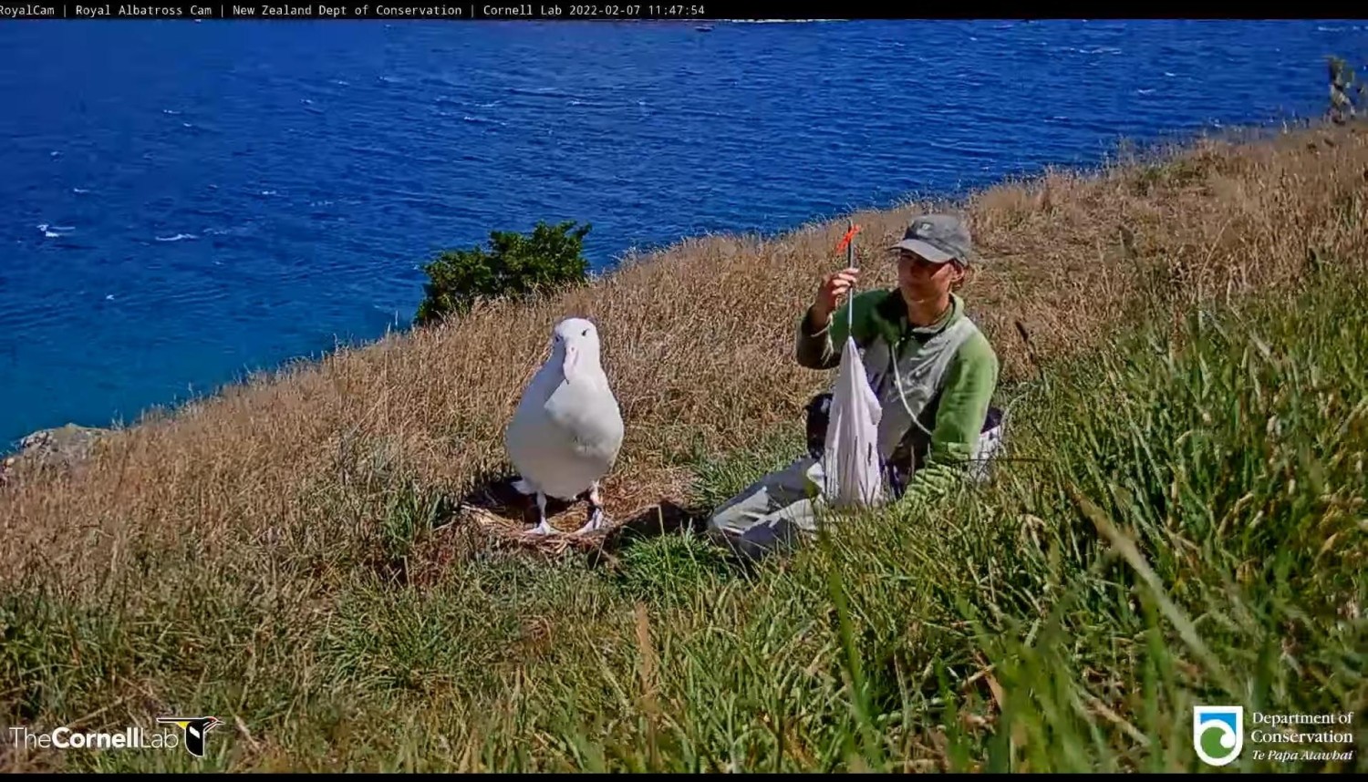 livebirdspoland_167cea66d48b163c305db6e6b759c010.jpg