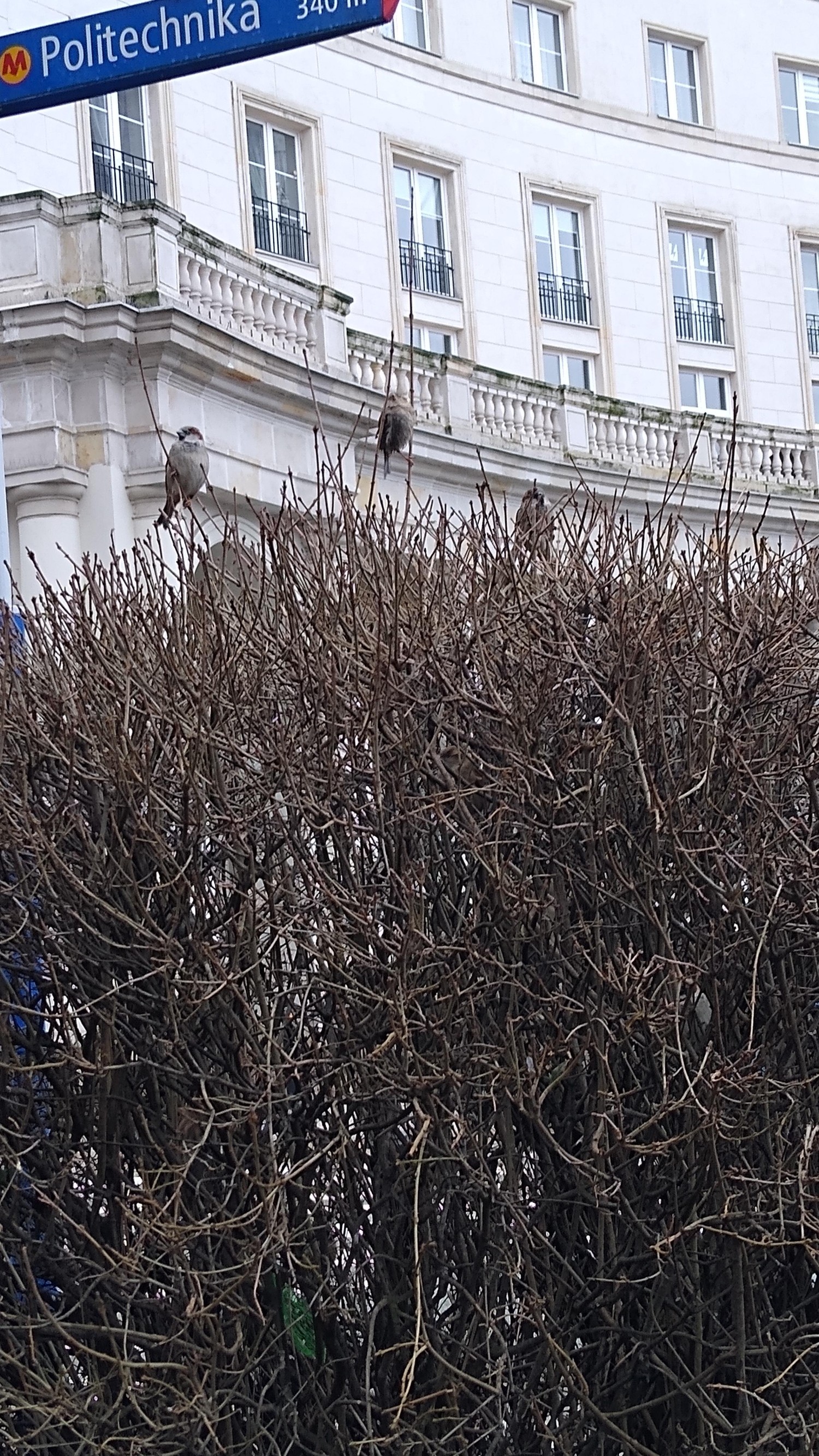 livebirdspoland_8d05a567c3b5db75b3196e4ea9e89c0e.jpg