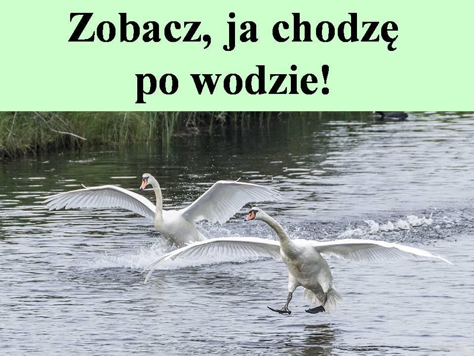 livebirdspoland_260a5ddb7beec3d96f203de970e6911d.jpg