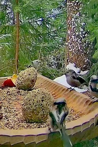 livebirdspoland_4a06b5d79ee906ef219890b1f9328bf7.jpg