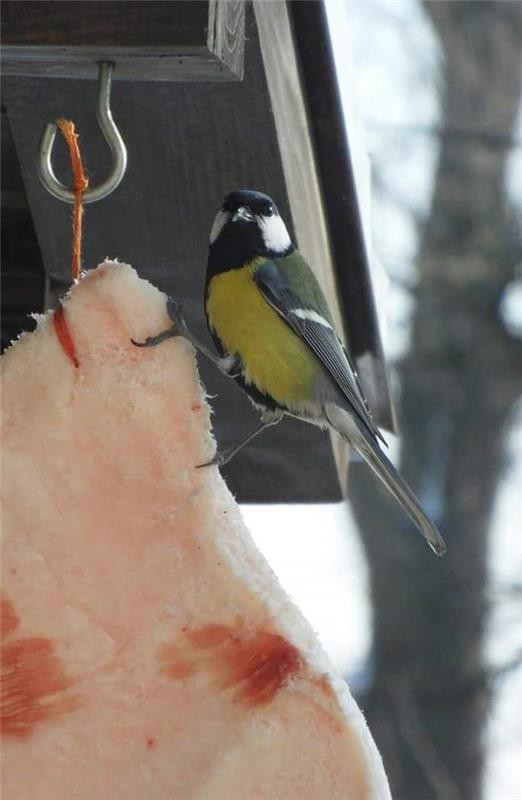 livebirdspoland_dddb6bb5835925c71c3587a1e69eb7e6.jpg