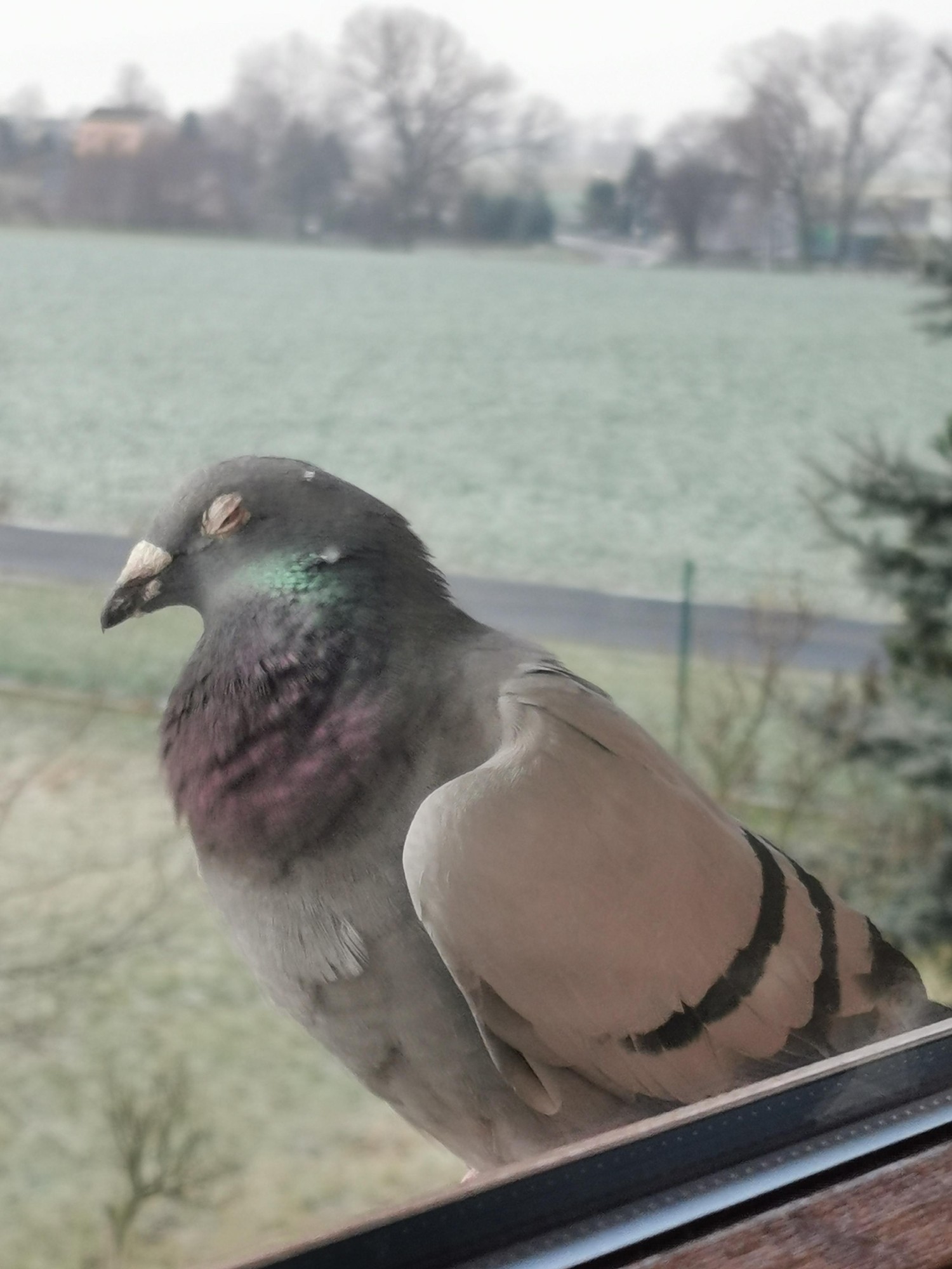 livebirdspoland_2361677f27c5cca604d233ea88a1353d.jpg