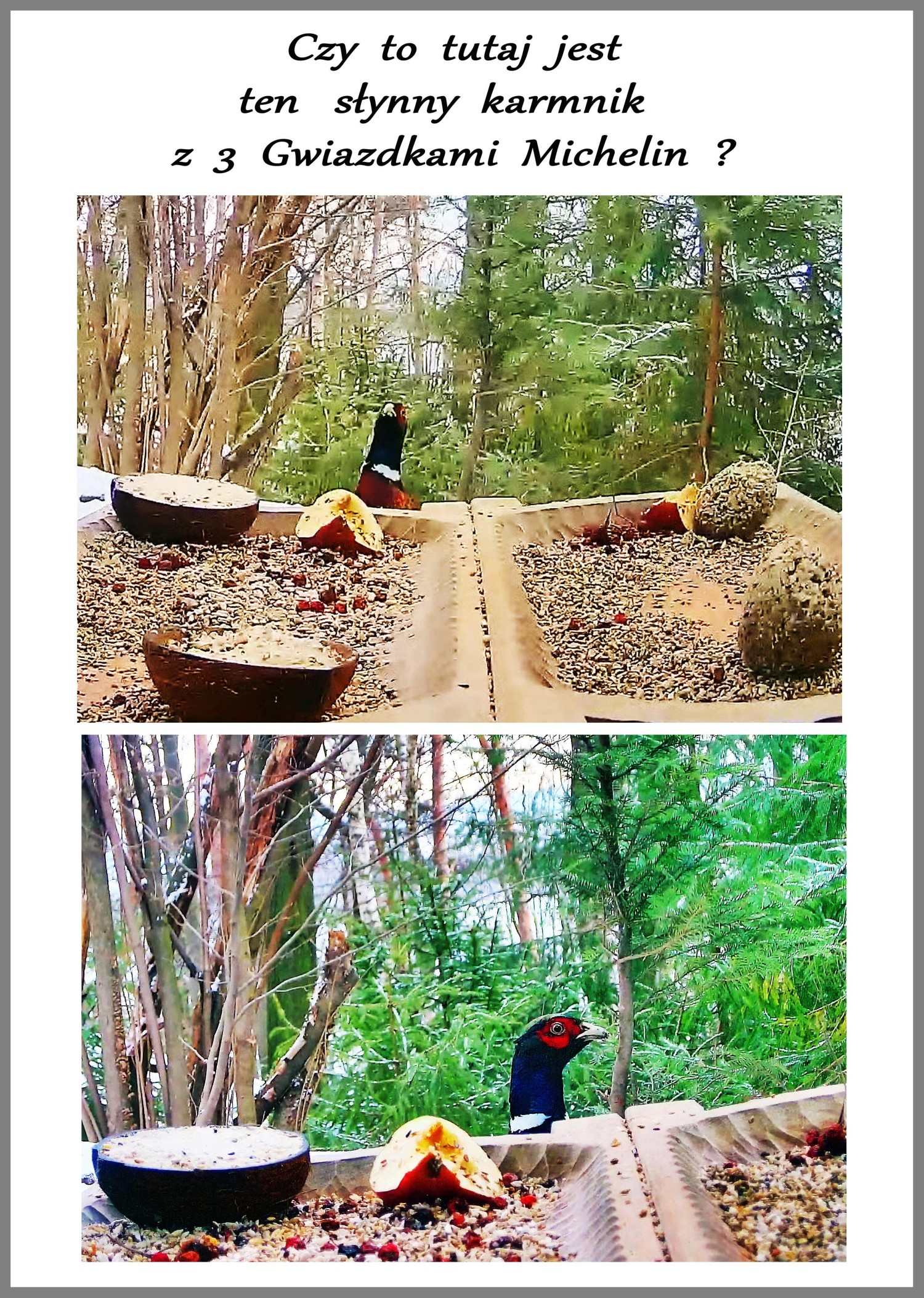 livebirdspoland_c16848e89548cbc44997498f4745f859.jpg