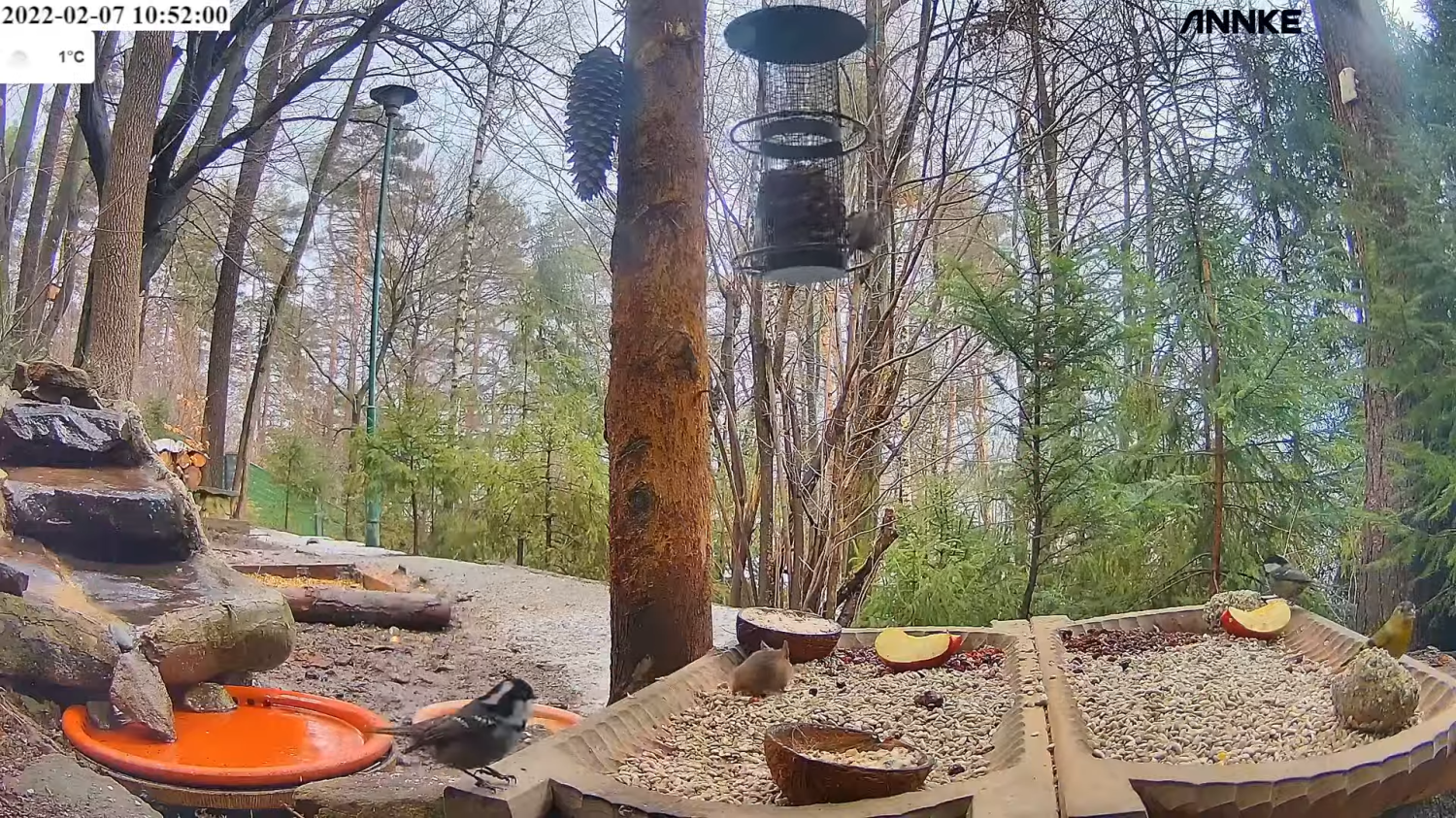 livebirdspoland_fe38dce98c32cb1796f93f041f70dad2.png
