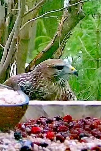 livebirdspoland_0f54dcb0b14a0af4d77d539c8e650535.jpg