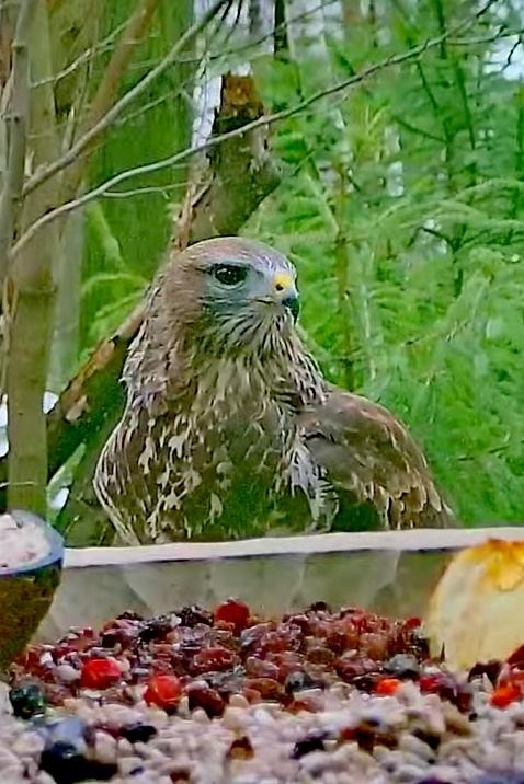 livebirdspoland_64e62a8f4d9e9a173b18236a1e55b50f.jpg